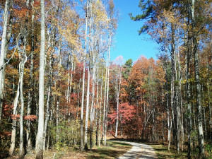 Scenic Bike Path in Autumn