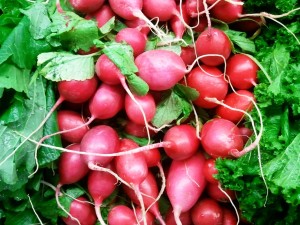 Radish