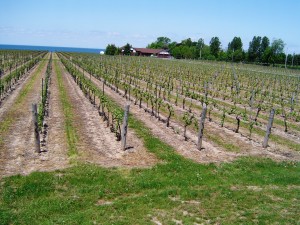 Ice Wine Vinyards